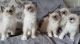 Ragdoll Cats for sale in Metcalf, GA 31792, USA. price: $500