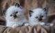 Ragdoll Cats for sale in Shakopee, MN 55379, USA. price: $500