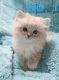 Ragdoll Cats for sale in Saratoga Springs, UT, USA. price: $2,000