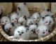 Ragdoll Cats for sale in Olathe, KS 66061, USA. price: $500