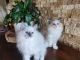 Ragdoll Cats for sale in Chino, CA, USA. price: $1,100