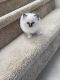 Ragdoll Cats for sale in San Marcos, CA, USA. price: $1,000
