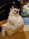 Ragdoll Cats for sale in Chicago, IL, USA. price: $1,000