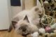 Ragdoll Cats for sale in Worland, WY 82401, USA. price: $500