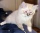 Ragdoll Cats for sale in Warsaw, NC, USA. price: $700