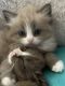 Ragdoll Cats for sale in Hyde Park, NY 12538, USA. price: $1,350