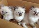 Ragdoll Cats for sale in Anchorage, AK 99514, USA. price: $500