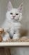 Ragdoll Cats for sale in Toledo, OH, USA. price: NA