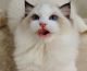 Ragdoll Cats for sale in Buena Park, CA, USA. price: $2,200