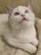 Ragdoll Cats for sale in Buena Park, CA, USA. price: $1,800