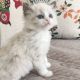 Ragdoll Cats for sale in Manhattan, New York, NY, USA. price: $500