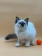 Ragdoll Cats for sale in Fremont, CA, USA. price: $1,000
