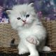 Ragdoll Cats for sale in Norfolk, VA, USA. price: $650