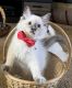 Ragdoll Cats for sale in Archie, MO 64725, USA. price: $1,200