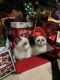 Ragdoll Cats for sale in Milford, Milford Charter Twp, MI 48381, USA. price: $600