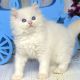 Ragdoll Cats for sale in Minnesota St, Florida 33843, USA. price: $650