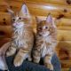 Ragdoll Cats for sale in Atlanta, GA, USA. price: $300