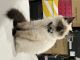 Ragdoll Cats for sale in Clifton, NJ 07013, USA. price: $1,000