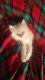 Ragdoll Cats for sale in Middleburg, PA 17842, USA. price: $75