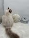 Ragdoll Cats for sale in Fairfax, VA, USA. price: $2,000