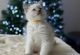 Ragdoll Cats for sale in St. Louis, Missouri. price: $500
