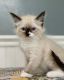 Ragdoll Cats for sale in Virginia Beach, VA, USA. price: $650