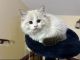 Ragdoll Cats for sale in Olive Branch, Mississippi. price: $2,000