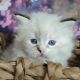 Ragdoll Cats for sale in Albany, California. price: $650