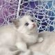 Ragdoll Cats for sale in Albany, California. price: $600