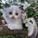 Ragdoll Cats for sale in Albany, California. price: $600