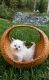 Ragdoll Cats for sale in Beaufort, South Carolina. price: $550