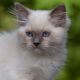 Ragdoll Cats for sale in Aptos Hills-Larkin Valley, California. price: $600