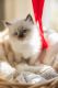 Ragdoll Cats for sale in St. Louis, Missouri. price: $550