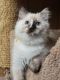 Ragdoll Cats for sale in Oklahoma City, Oklahoma. price: $550