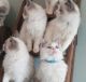 Ragdoll Cats for sale in Miami, Florida. price: $500