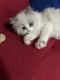 Ragdoll Cats for sale in Columbus, Ohio. price: NA