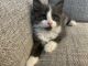 Ragdoll Cats for sale in Whitefish, Montana. price: $300
