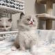 Ragdoll Cats for sale in New York, New York. price: $650