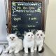Ragdoll Cats for sale in Warwick, Rhode Island. price: $2,500