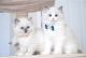 Ragdoll Cats for sale in Charleston, West Virginia. price: $600