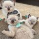 Ragdoll Cats for sale in Charleston, West Virginia. price: $500