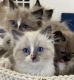 Ragdoll Cats for sale in Chesapeake, Virginia. price: NA