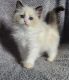 Ragdoll Cats for sale in Montgomery, Alabama. price: $450
