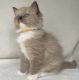 Ragdoll Cats for sale in Augusta, Maine. price: NA