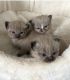 Ragdoll Cats for sale in Columbus, Ohio. price: NA