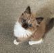 Ragdoll Cats for sale in Bridgeport, Connecticut. price: $500