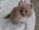 Ragdoll Cats for sale in Knoxville, Tennessee. price: $500