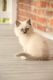 Ragdoll Cats for sale in Bath, Maine. price: $230