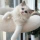 Ragdoll Cats for sale in Nashville, Tennessee. price: $750