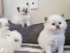 Ragdoll Cats for sale in New York, New York. price: $500